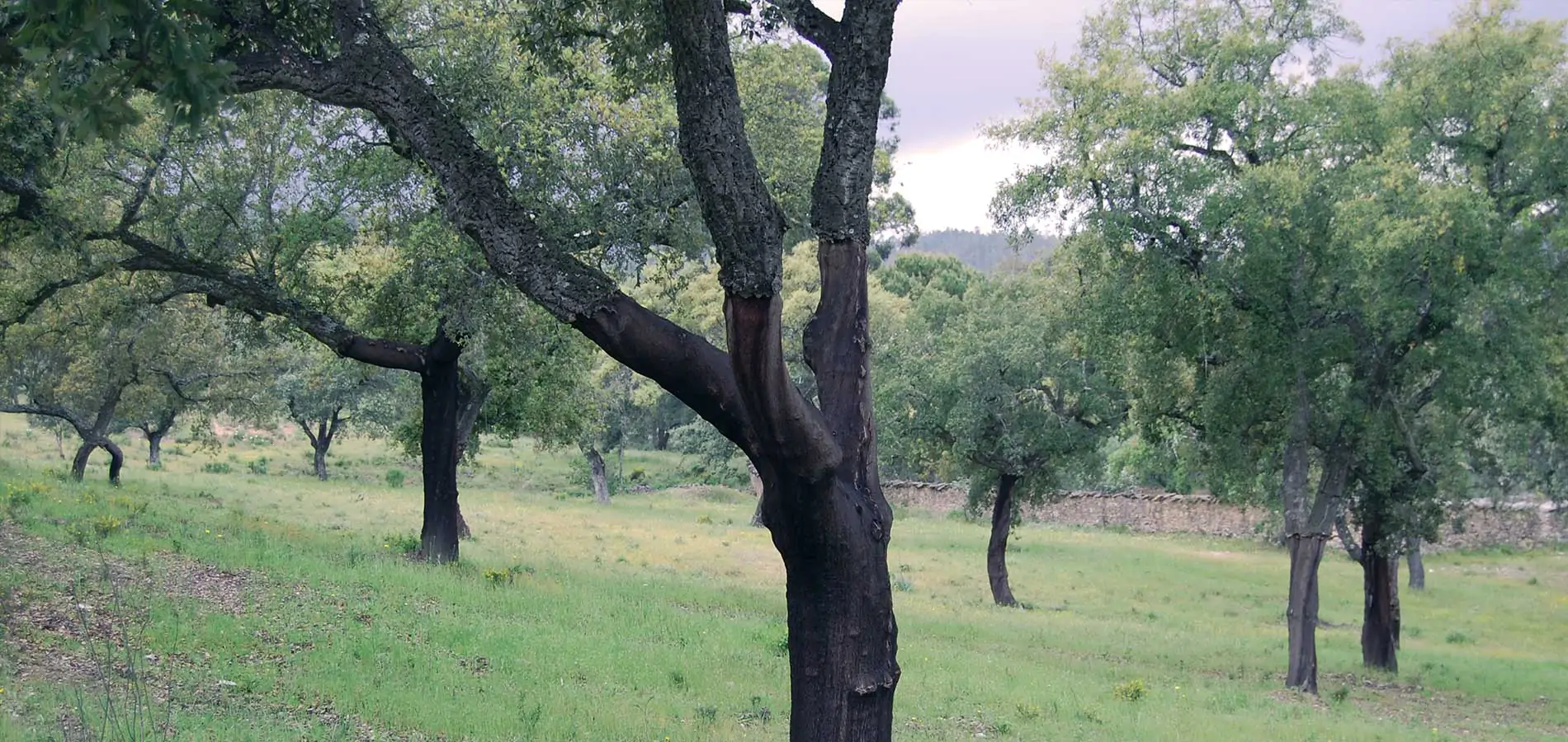 Mejora de los alcornocales en Huelva