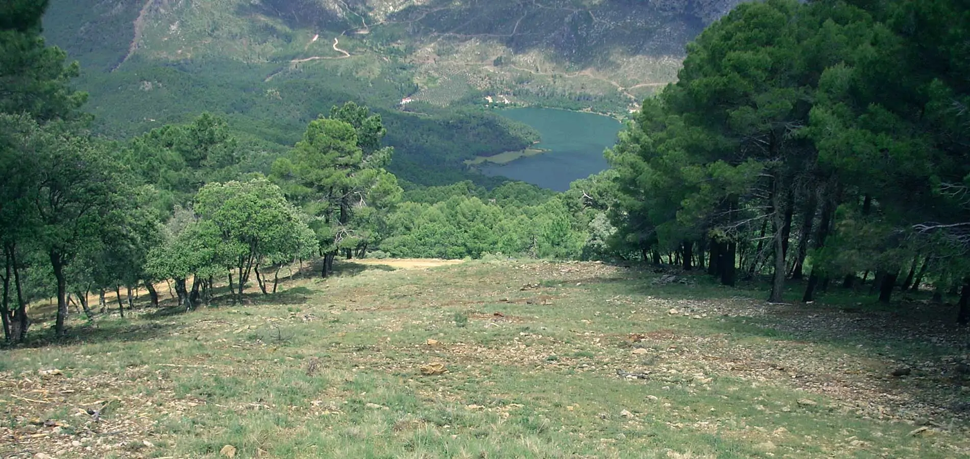 Tratamientos selvícolas en la Sierra de Segura