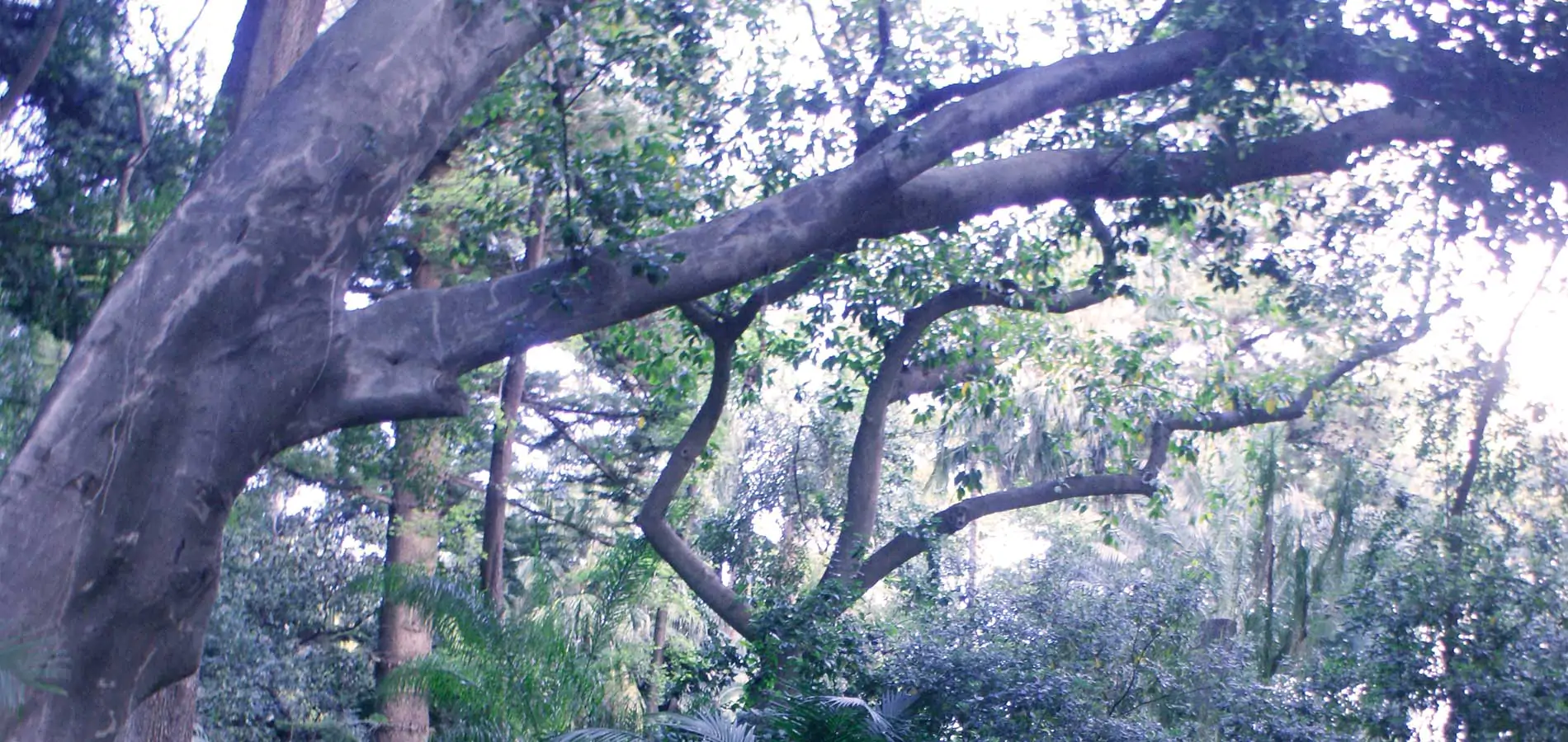 Jardín Botánico-Histórico de La Concepción