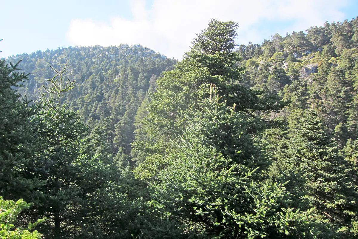 La Consejería de Sostenibilidad y Medio Ambiente de la Junta de Andalucía le ha adjudicado a Althenia Sando la realización de un proyecto para mejorar los hábitats en tres parques de la región: Parque Nacional y Natural de la Sierra de las Nieves, el Parque Natural Sierra de Grazalema y el Parque Natural Los Alcornocales.